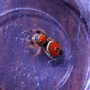 Phidippus apacheanus