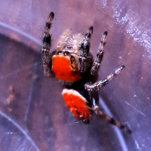 Phidippus apacheanus