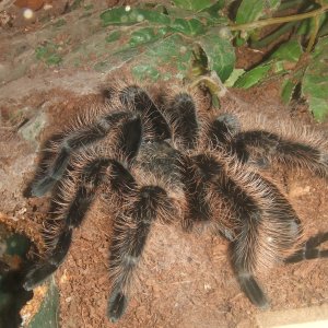 Tliltocatl albopilosum Honduran - Tinto