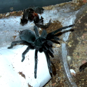 Aphonopelma icenoglei