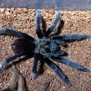 Aphonopelma eutylenum