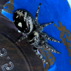 Phidippus californicus