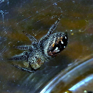 Secret phidippus sp.