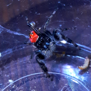 Phidippus carneus 'montivagus form'