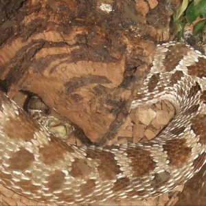 Heterodon nasicus (Western Hognose) - Wyatt