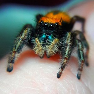 Phidippus nikites