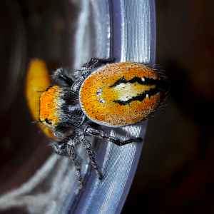 Phidippus aureus