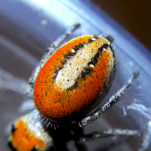 Phidippus aureus #2