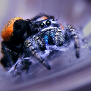 Phidippus aureus