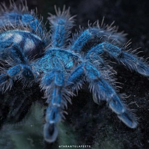 C versicolor