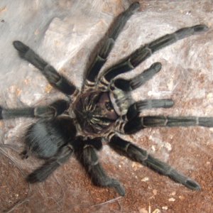 Phormictopus sp. full green - Guaba