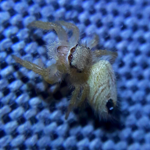 Phidippus tux