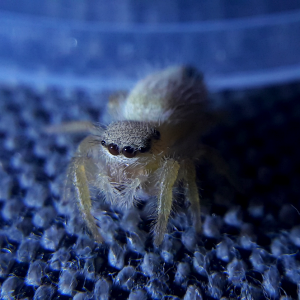 Phidippus tux