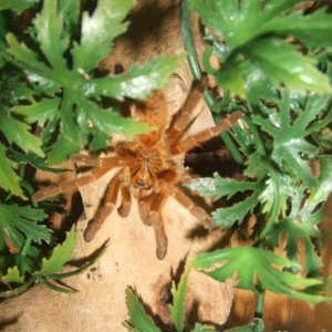 Pterinochilus murinus RCF - Haya