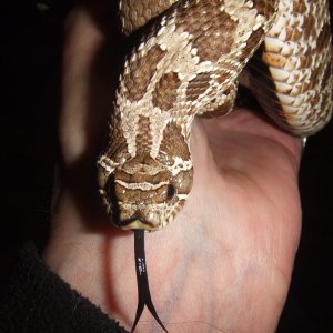 Heterodon nasicus (Western Hognose) Wyatt