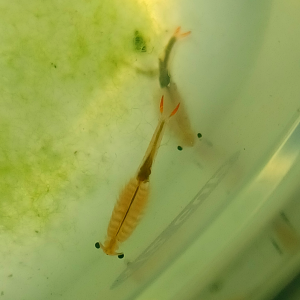 Unknown fairy shrimp