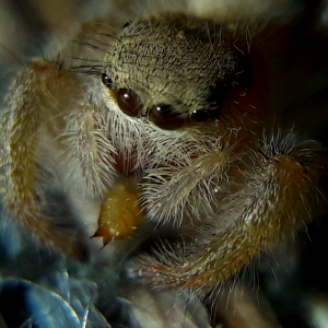 Phidippus tux