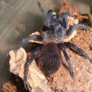 Pterinopelma sazimai - Bonito