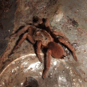 Thrigmopoeus insignis - Sirsi