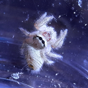 Phidippus tux 'white'