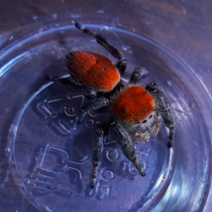 Phidippus apacheanus 'red form'