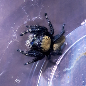 Phidippus apacheanus 'yellow'