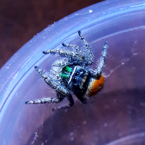 Phidippus ardens 'grey'