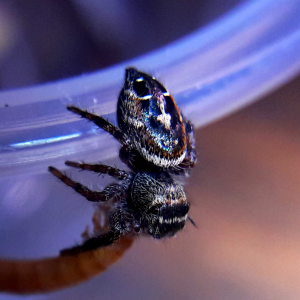 Phidippus californicus