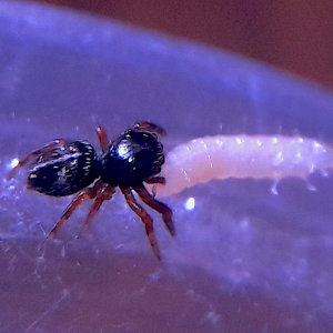 Phidippus aureus 'Gold jumper' 2nd Instar