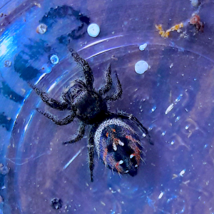 Phidippus johnsoni 'sierran redback'