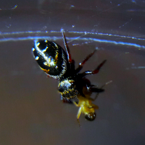 Phidippus aureus i3