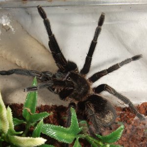 Thrixopelma pruriens - Putani