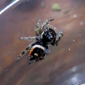 Phidippus californicus