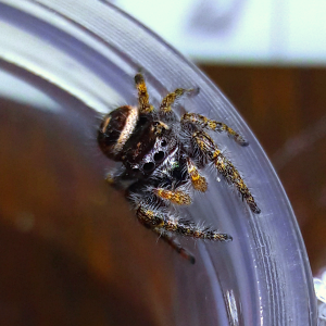 Phidippus californicus imm.