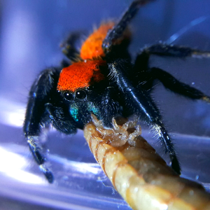 Phidippus nikites