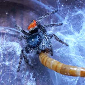 Phidippus Ardens 'Burning Jumper'