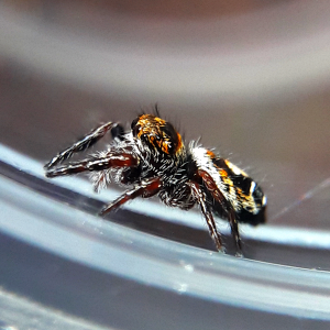 Phidippus aureus