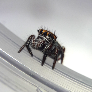 Phidippus aureus