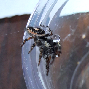 Phidippus californicus 'water droplet on head and left leg form'