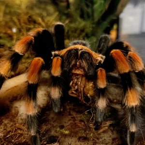 Smithi