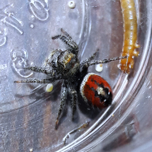 Phidippus californicus