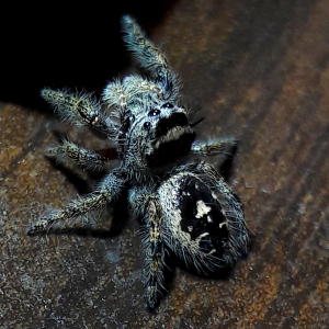 Phidippus californicus