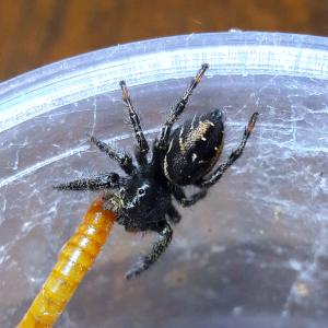 Phidippus johnsoni 'gold'