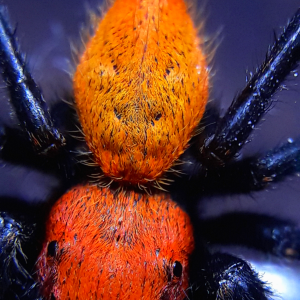 Phidippus apacheanus