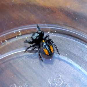 Phidippus ardens 'Trimaculata form' female