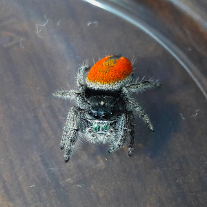 Phidippus ardens 'normal'