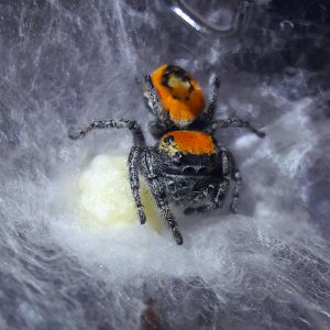 Golden tufted jumper guarding brood