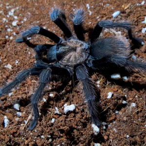 Aphonopelma iodius 'Black mask'