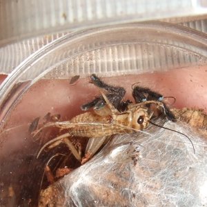 Pterinochilus murinus Usambara mountain variant - Ziga