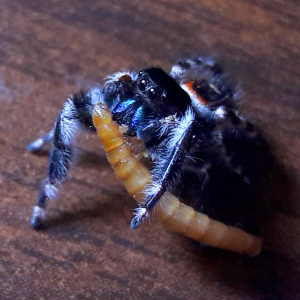 Phidippus californicus